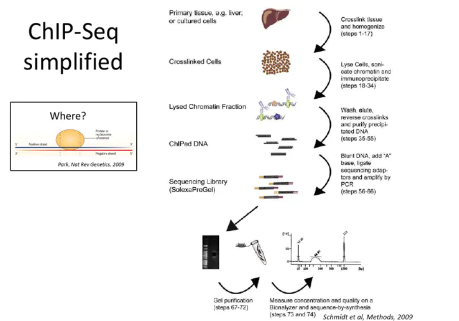 chipseq