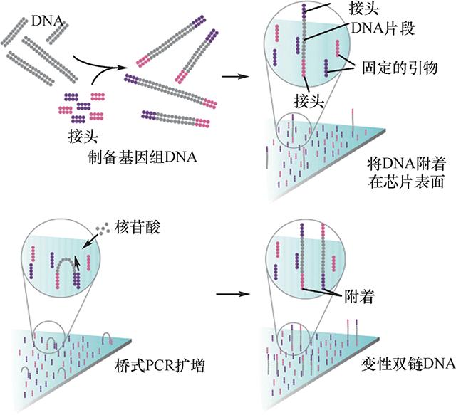 桥式pcr